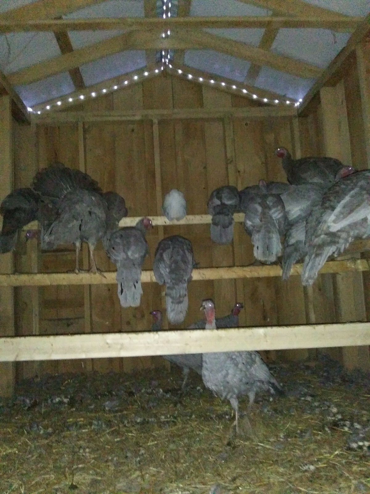 6 BLUE SLATE TURKEY FERTILE HATCING EGGS  (THIS IS NOT A PRESALE!!!)