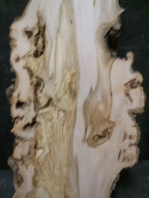 S-151_ Georgeous Ambrosia Maple Burl Slab 57