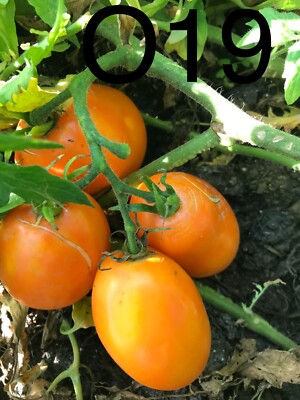 graine tomate taille moyenne variété "OLESYA" (FRAIS PORT UNIQUE)