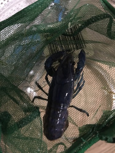 1 Male + 1 Female Electric Blue Crayfish . 2”-3” Long