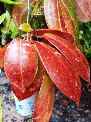 Hoya SP Buntok red  Wax Plant House Plant Free Phytosanitary Certificate
