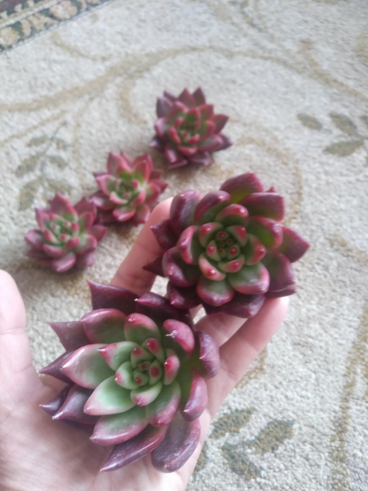 Echeveria Agavoides Frank Reinelt