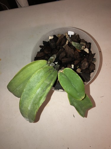 Cattleya walkeriana var. tipo Orchid Rare Fragrant