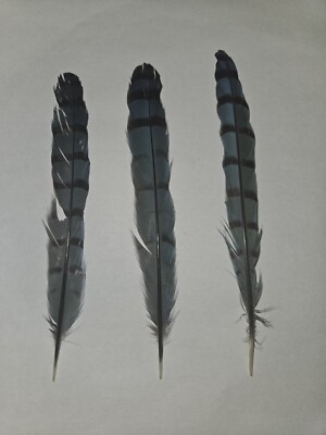 3 bluejay tail feathers found in Appalachia for fly fishing baits and crafting. 