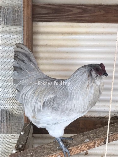 Lavender Fibromelanistic EE Large Fowl Hatching Eggs