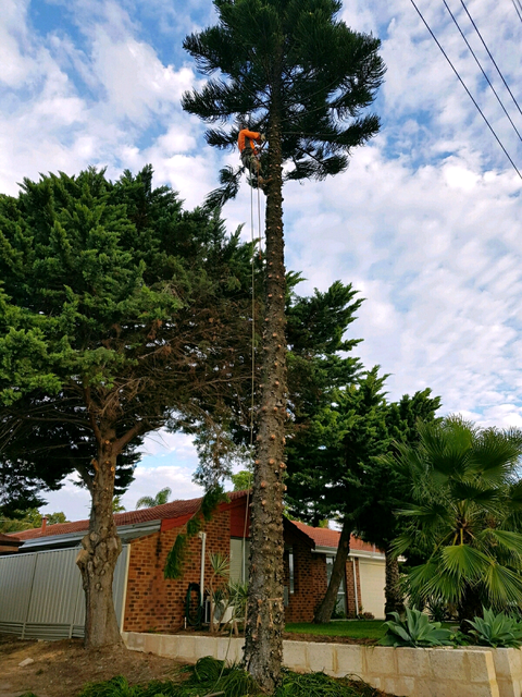 Tree lopping Sydney wide | Landscaping & Gardening ...