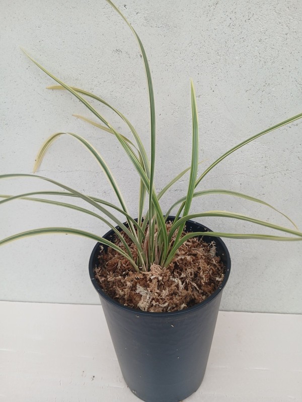 Cymbidium Ensifolium 