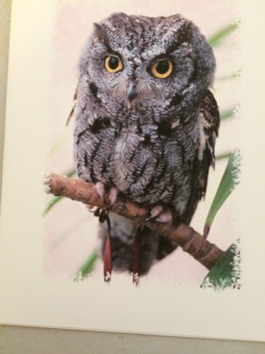 Owl Notepaper 6 Designs With Envelopes