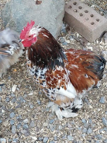 LIMITED TIME 12 Fertile Calico Bantam Cochin smooth & Frizzled Hatching Egg NPIP