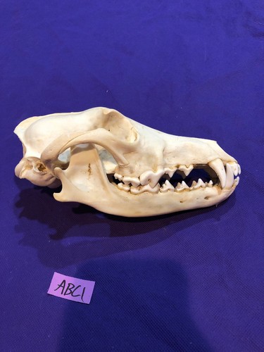 Coyote Skull Taxidermy Man cave Decor Craft Unique Christmas Gift Animal Mount