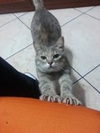 Avatar dell'utente