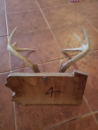 Whitetail Deer Antler 7 Point Horn Man Cave Mount Wood Plaque