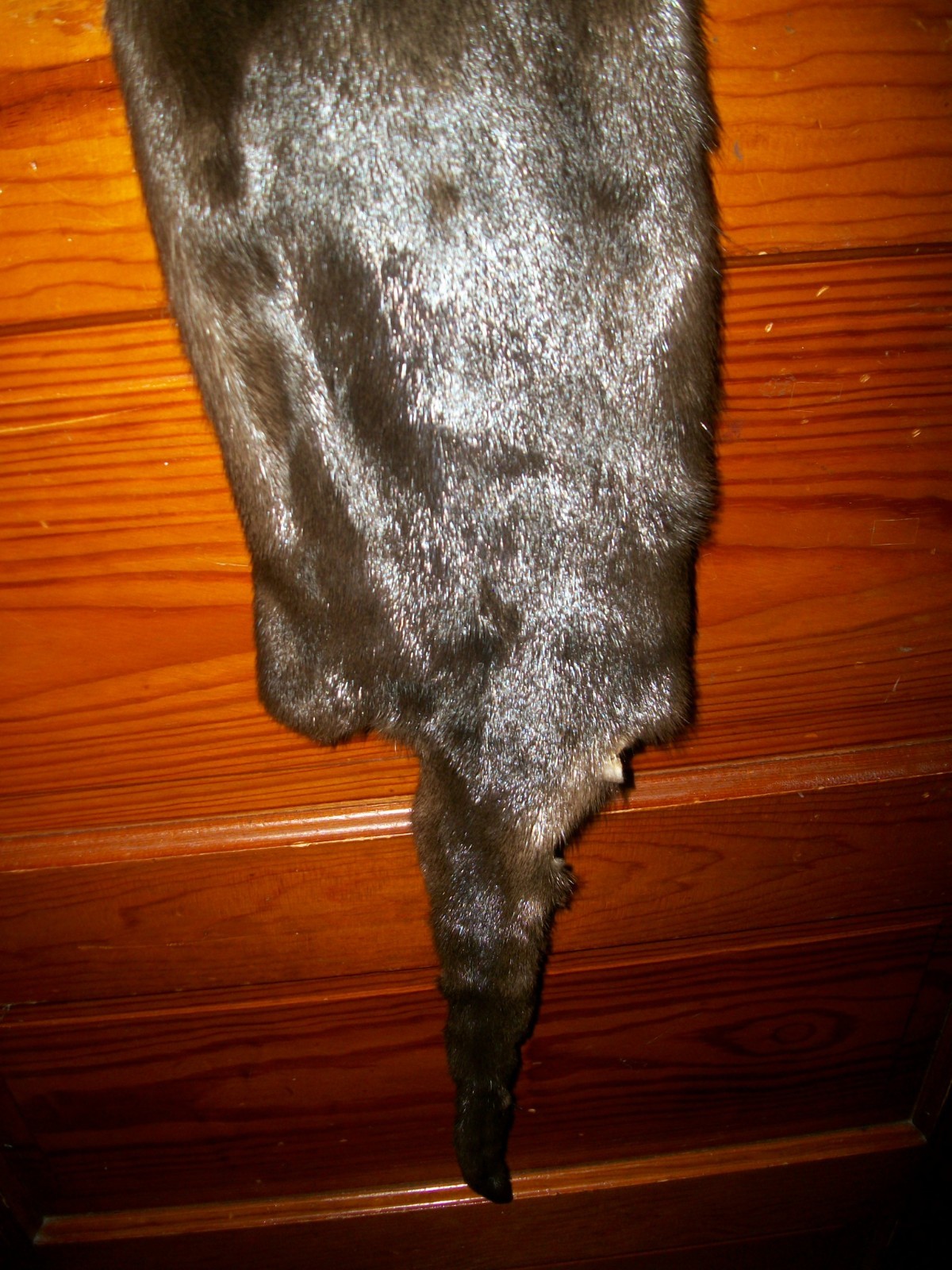 beautifull tanned RIVER OTTER fur pelt skin taxidermy cites TAG O2 craft trim