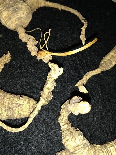 Ginseng Root, Dry POTENT, 