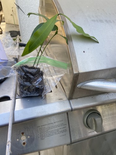 Photos de l'objet d'un acheteur vérifié