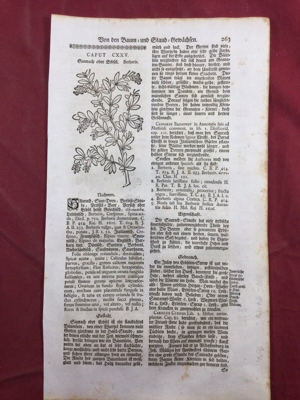 Groseillier 1744 ÃPine Vinette Berberis Botanique Rare Gravure Sur Bois