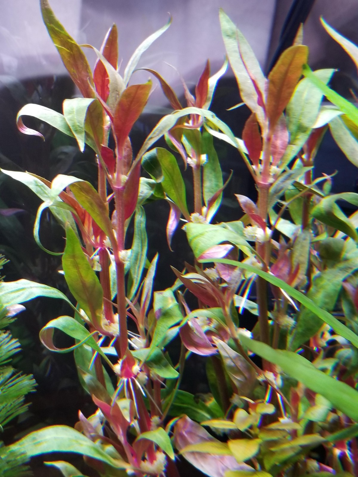 Scarlet Temple Alternanthera Reineckii Aquarium Live Stem Plant Bunch Freshwater