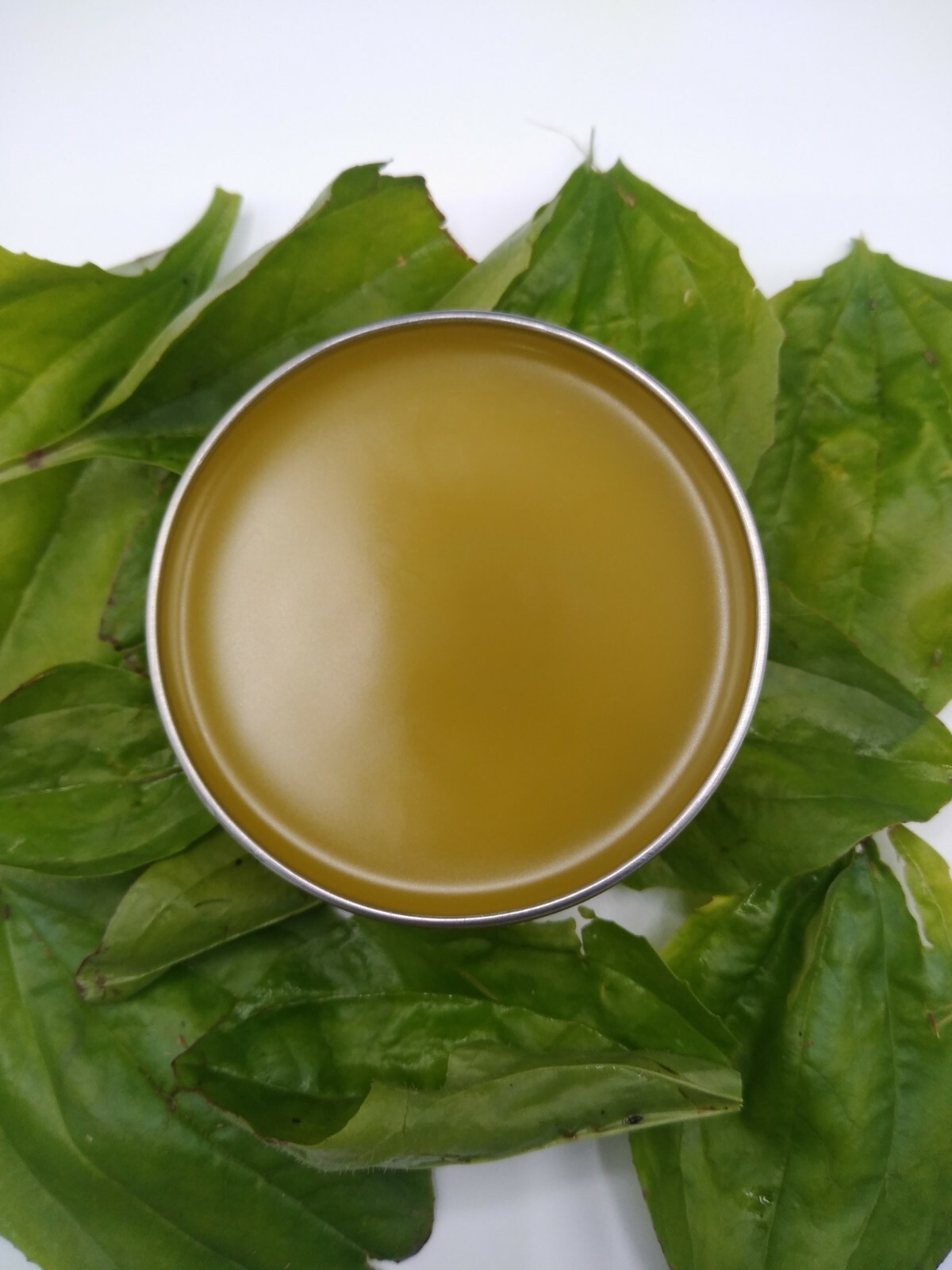 Organic Plantain Broad Leaf Salve Itchy skin,Bug Bites,Rashes 2 oz (56g)