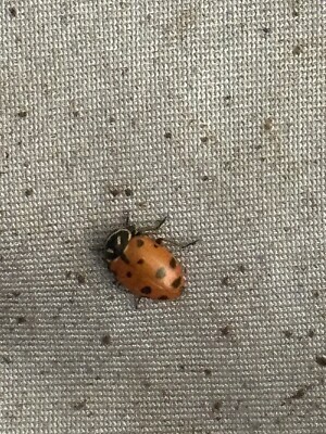 3000 Premium Young Live Ladybugs W/Free Fast Shipping