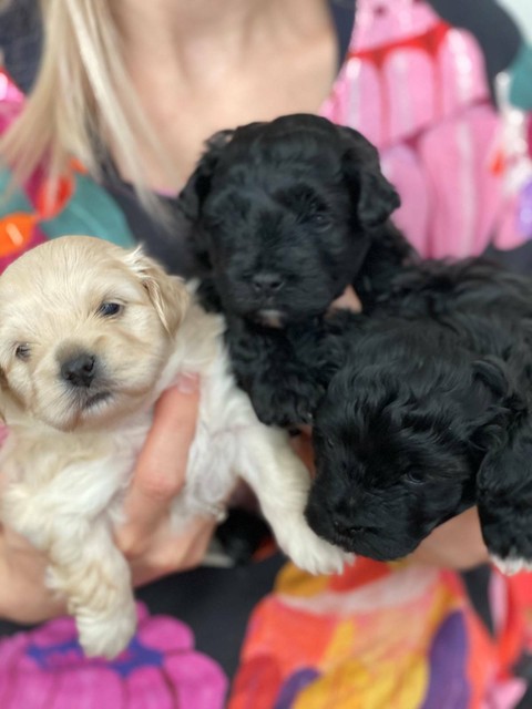 King Charles Spaniel Poodle x Puppies | Dogs & Puppies | Gumtree