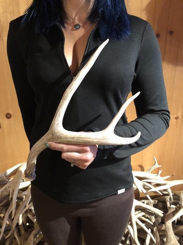 Wyoming Brown 3 Point MULE DEER SHED ANTLER! Rustic Decor horn craft western