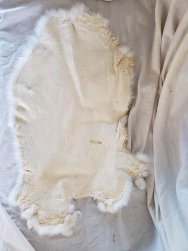 Rabbit Hide Fur Skin Pelt White Authetic