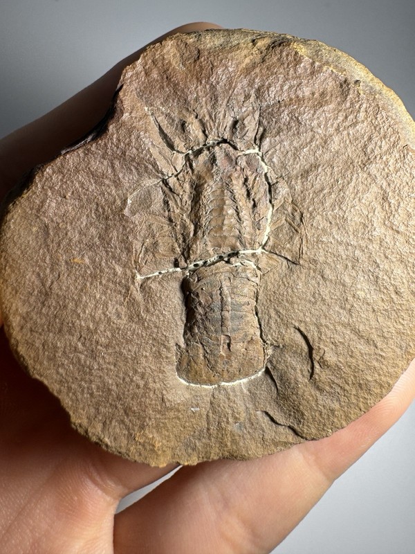 Mazon Creek Crayfish Fossil Mamayocaris jaskoskii Pit 11 Braidwood, Illinois