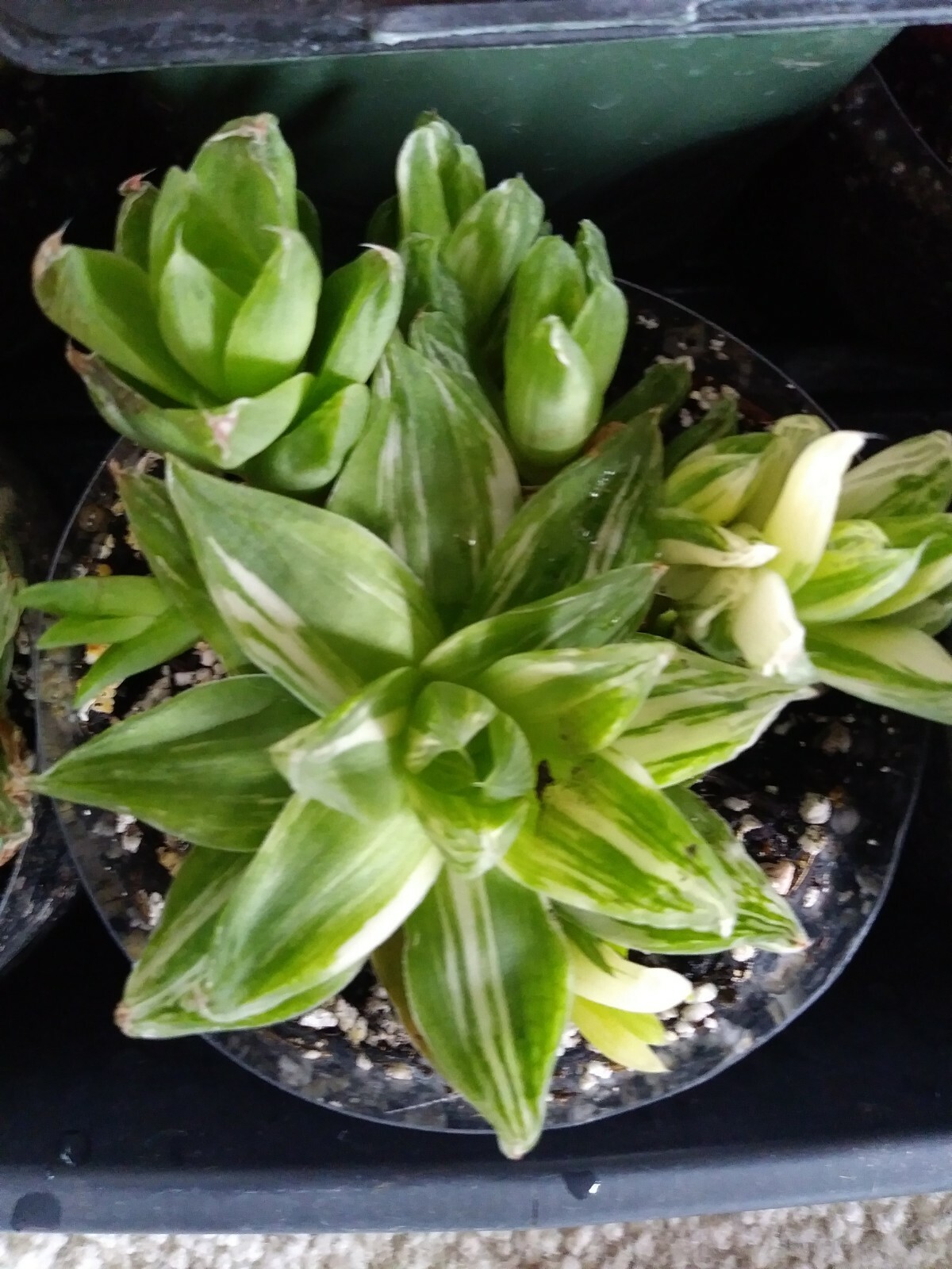 Haworthia Cynbiformis Variegated!! Imported Plant!!