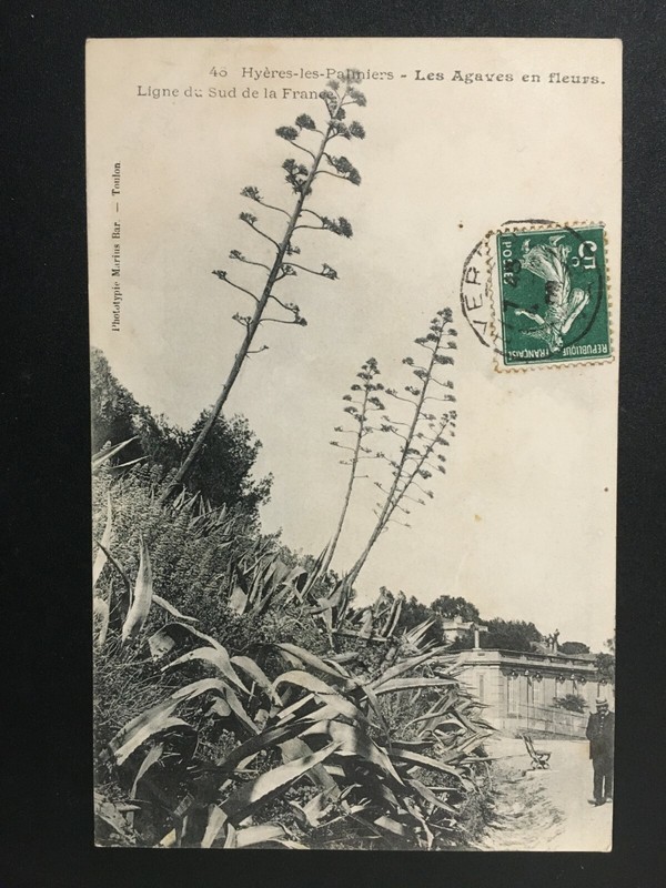 Carte Postale Ancienne De 1904 Hyeres-Les-Palmiers - Les Agaves En Fleurs
