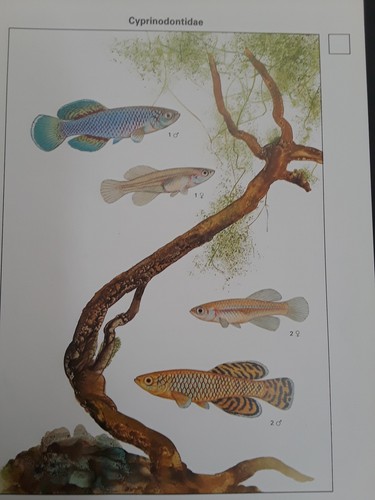 Vintage Aquarium Fishbowl 