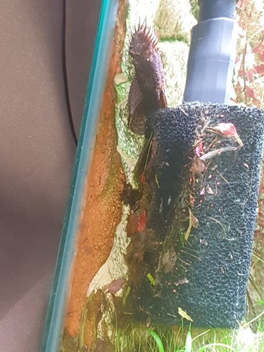 Fotos del artículo de un comprador verificado