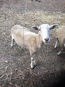 wyee br sheep both ewe 3yrs ram friendly eat come around food old