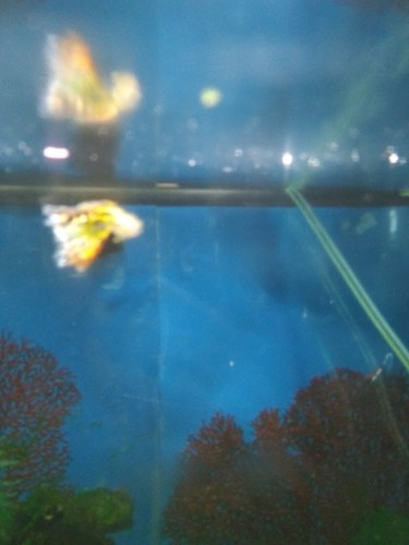 8 Nebula Steel Guppies Guppy Fry