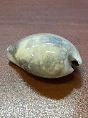Fossilized Extinct COWRIE Shell From Central Florida, Pliocene Era.