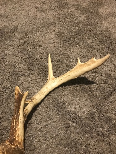 Typical Whitetail Deer Antlers 9-point Mount Pt Chew Knife Handle Skull Rack