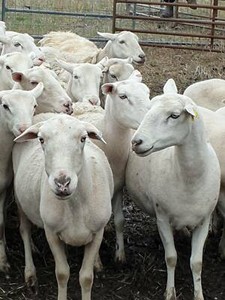 dorper wiltipoll ewes