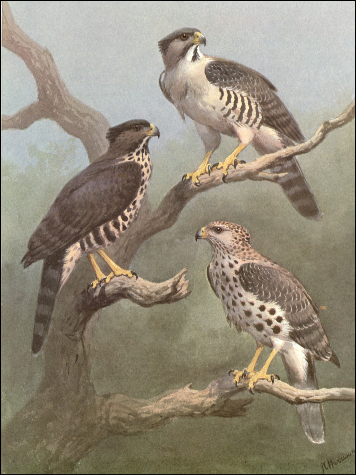 洋書 Eagles Hawks and Falcons of the World EAGLES, HAWKS & FALCONS OF THE WORLD | Leslie BROWN, Dean AMADON