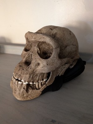 Photos de l'objet d'un acheteur vérifié