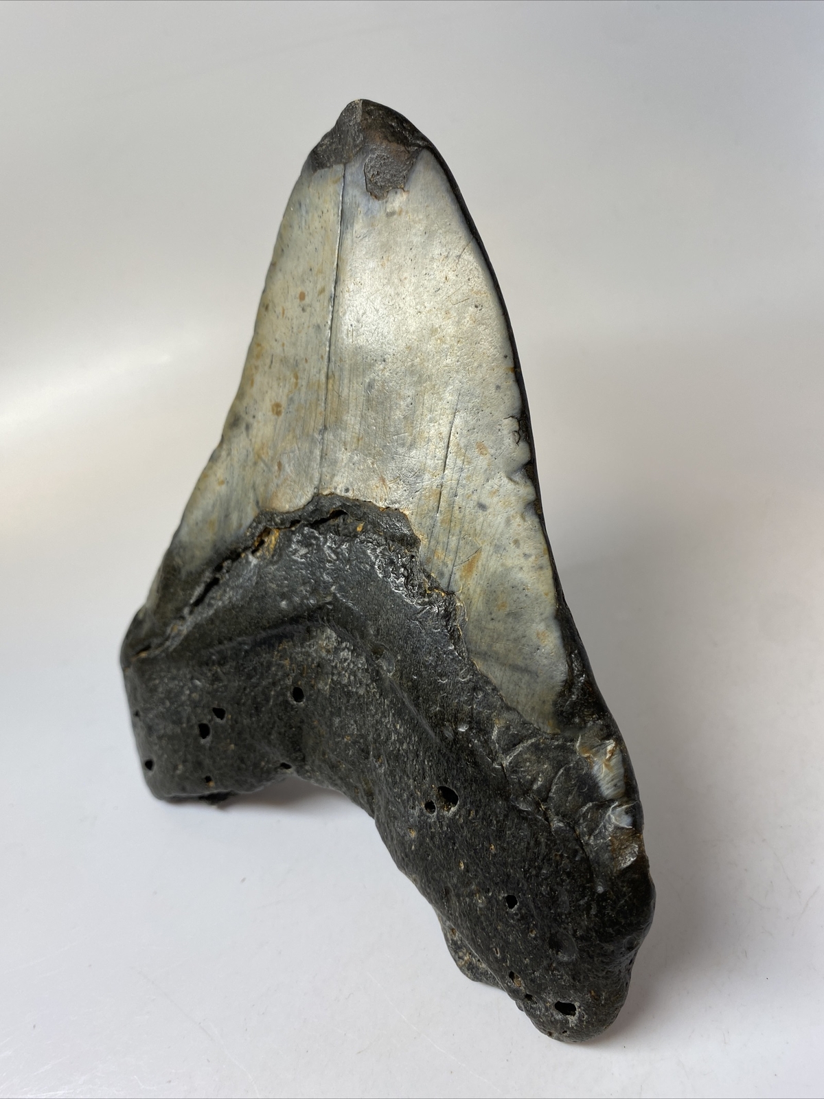 Megalodon Shark Tooth 5.75” Huge - Real Fossil - Natural 7795 | eBay