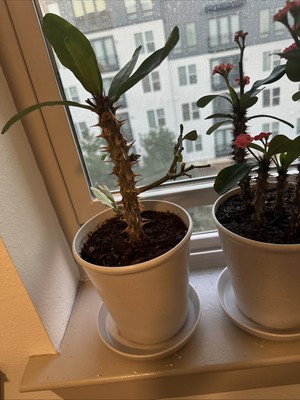 Objectfoto('s) van geverifieerde koper
