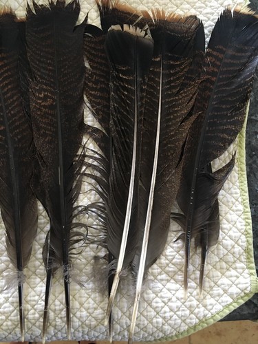 18 Wild Eastern Turkey Feathers For Crafts