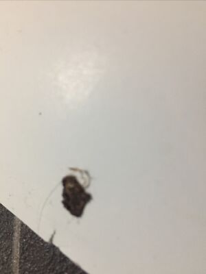 Fotos del artículo de un comprador verificado