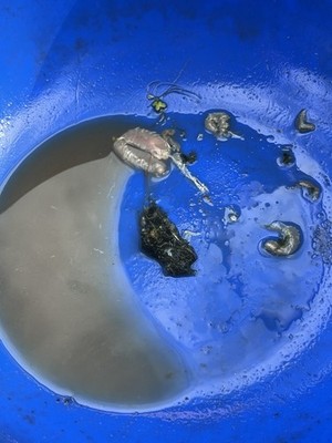 Artikelfoto(s) von einem verifizierten Käufer