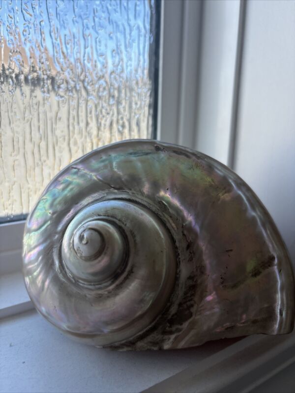 Natural Shell Large Pearled Sea Snail Aquarium Decoration Ornaments 6” X 6”