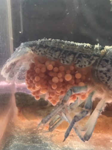 1 Berried Electric Blue Crayfish crawfish lobster fish shrimp