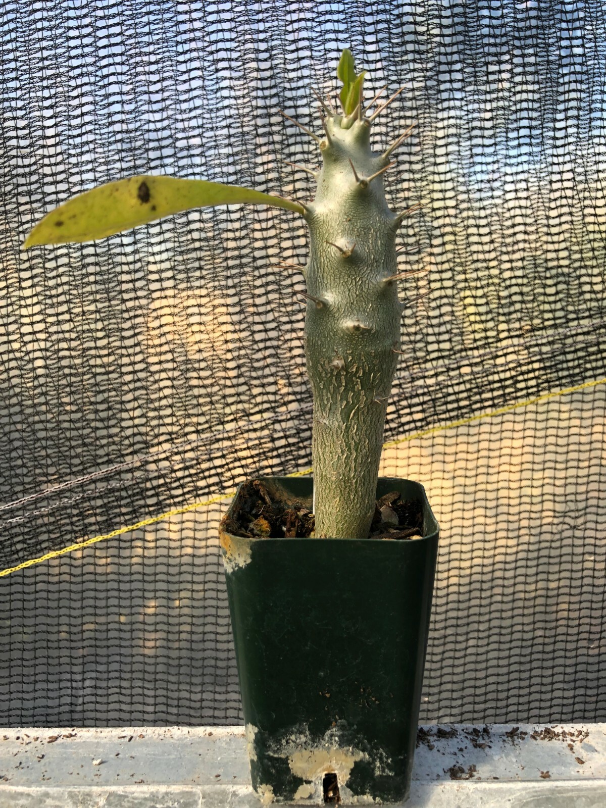 Pachypodium lealli v. saundersii