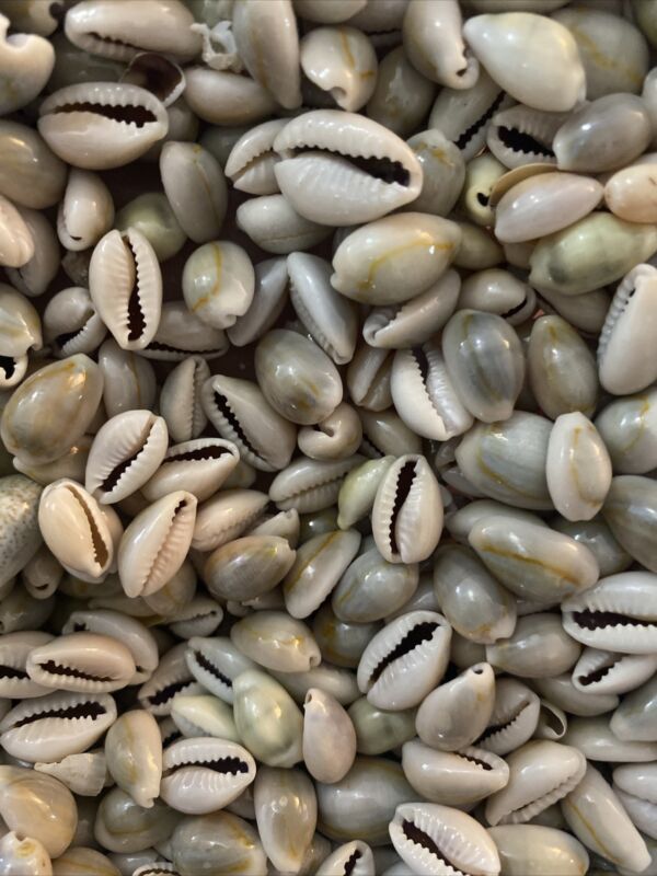 150 Tiny Ring Top Cowrie Sea Shells, Natural Shell , Craft Shells