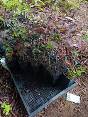 (5) Fireglow Japanese Maples
