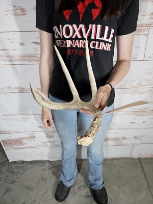 Wild Whitetail Deer Antler Shed Horn Rack Decor 4 Point 52'' Man Cave Self Stand