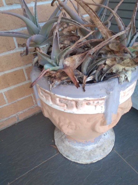 Free terracotta large outdoor pots | Pots & Garden Beds | Gumtree